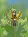 Feldwespe (Polistes sp.)